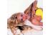 Pamela Anderson - Giugno 2002